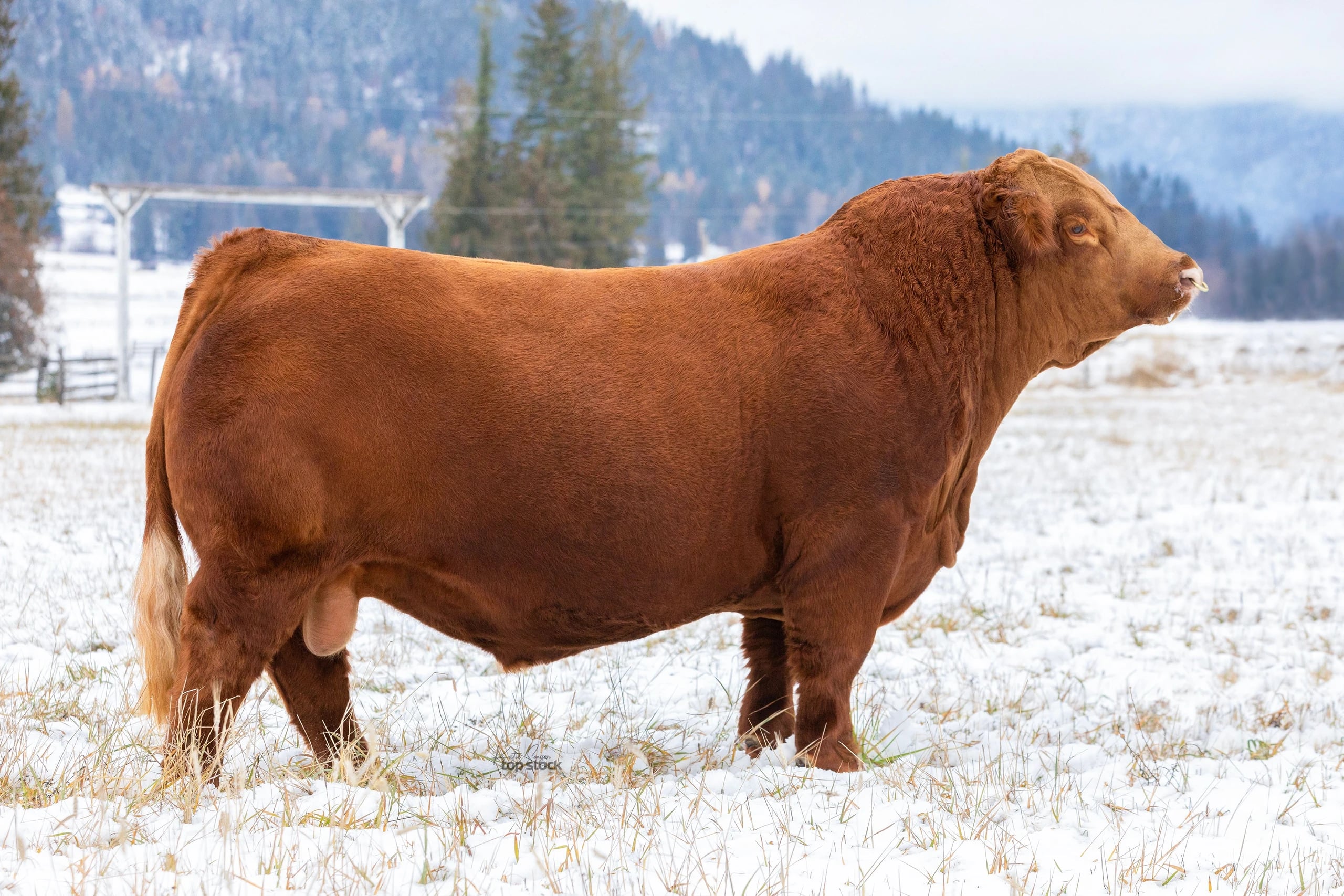 Mader Walk The Line 92J, Simmental sire, in side profile