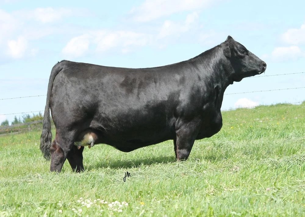 LFE Violet 641A, Simmental donor, in side profile