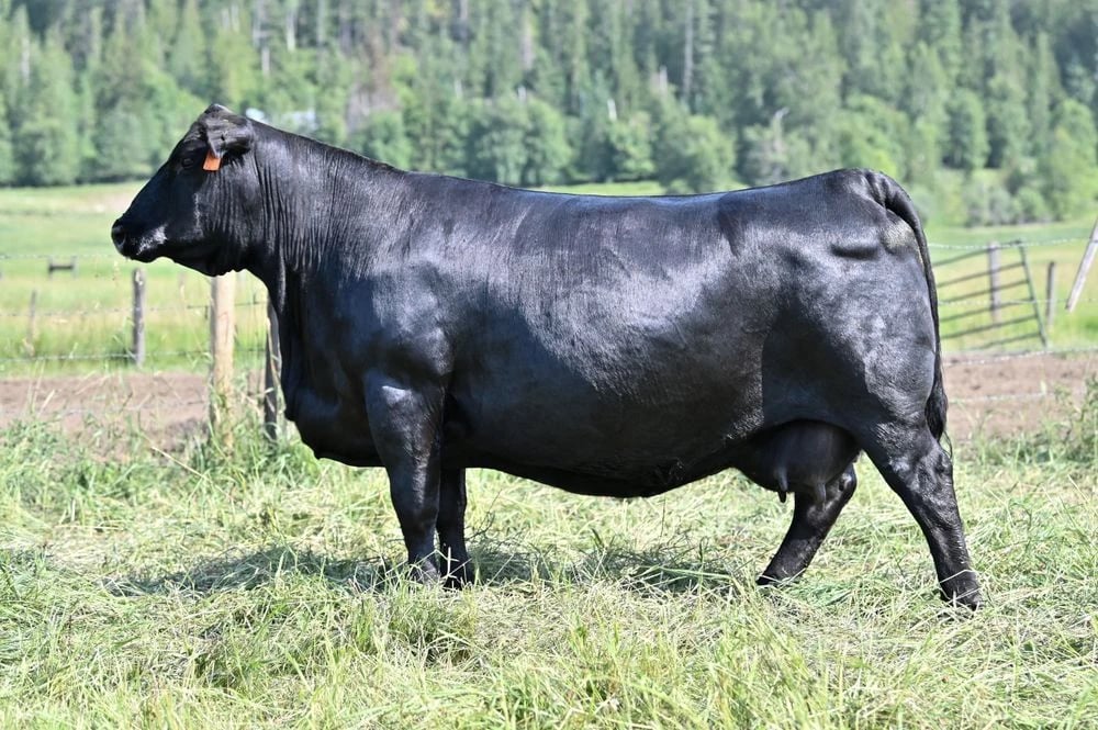 Seibring Elba 400, Angus donor, in side profile