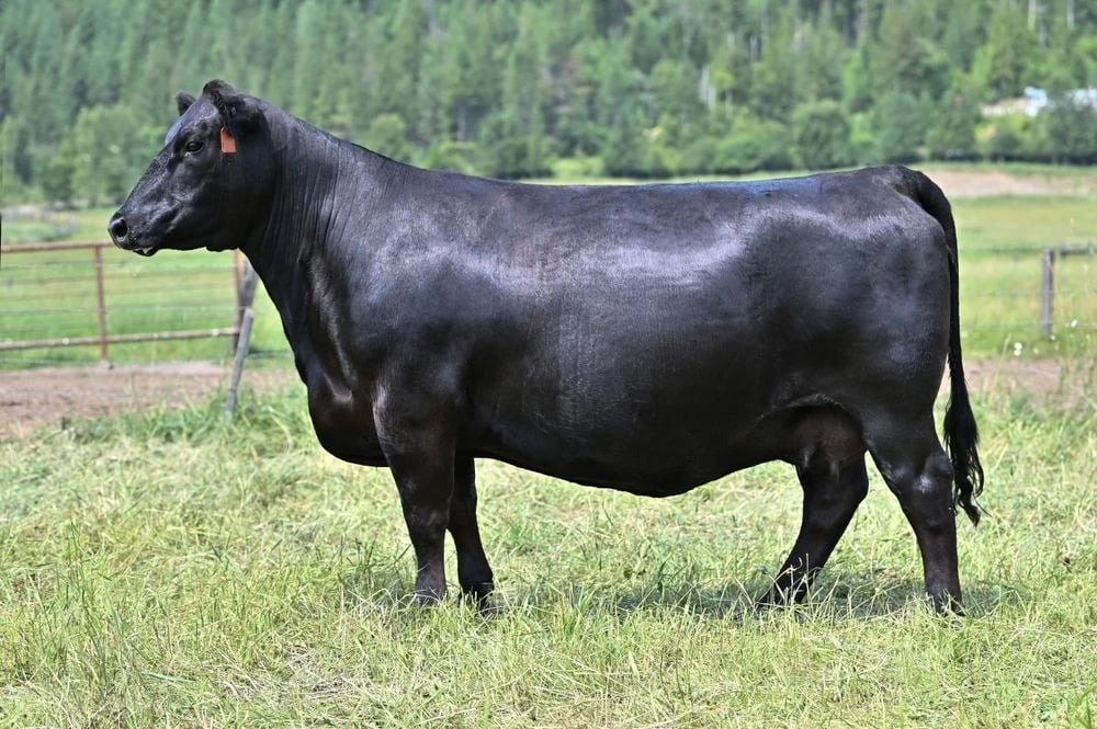 Coleman Dixie Erica 9474, Angus donor, in side profile