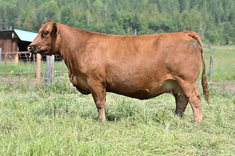 WHL Cream Soda 1833, Simmental donor, in side profile