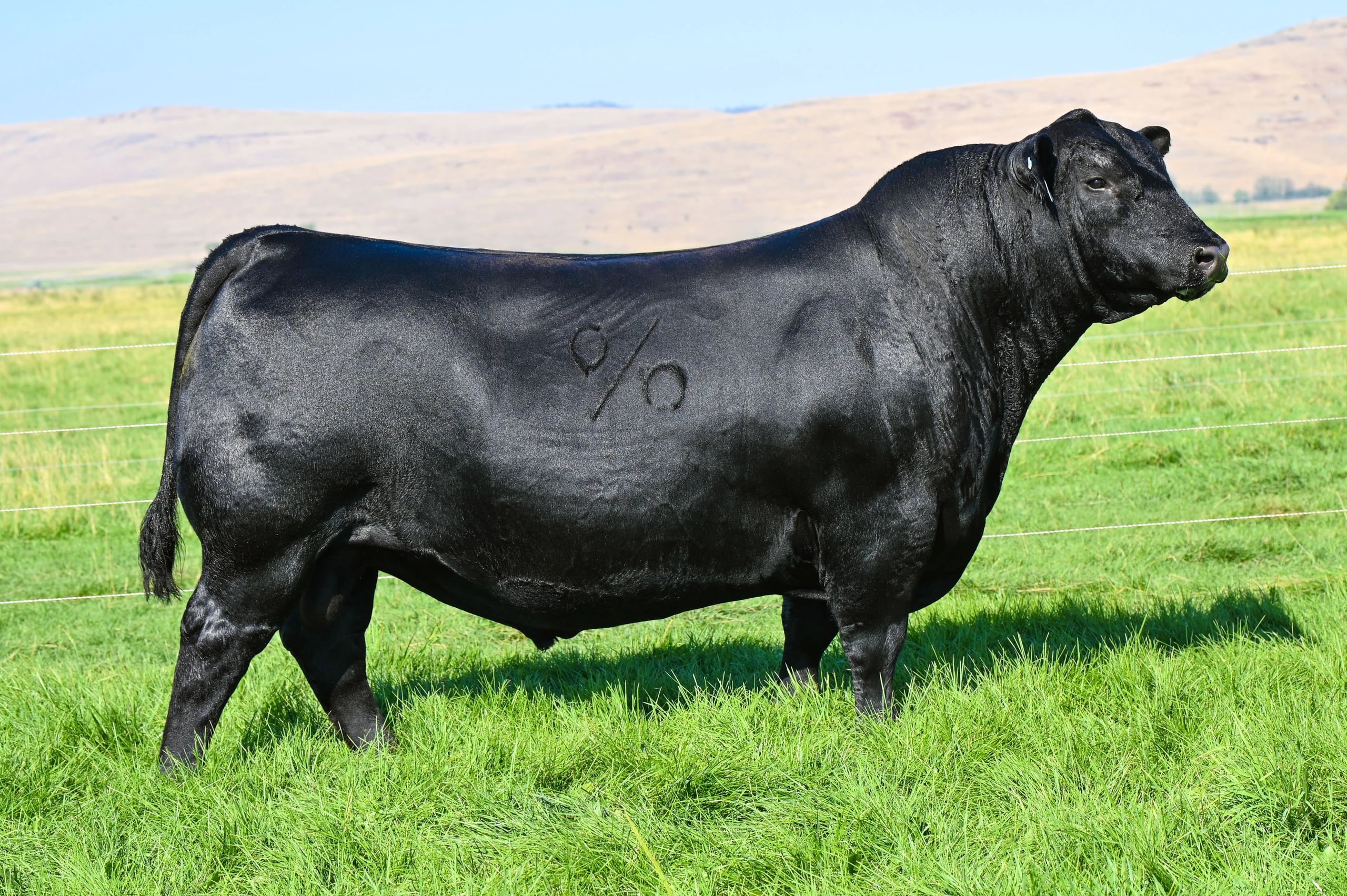Coleman Glacier 041, Angus sire, in side profile