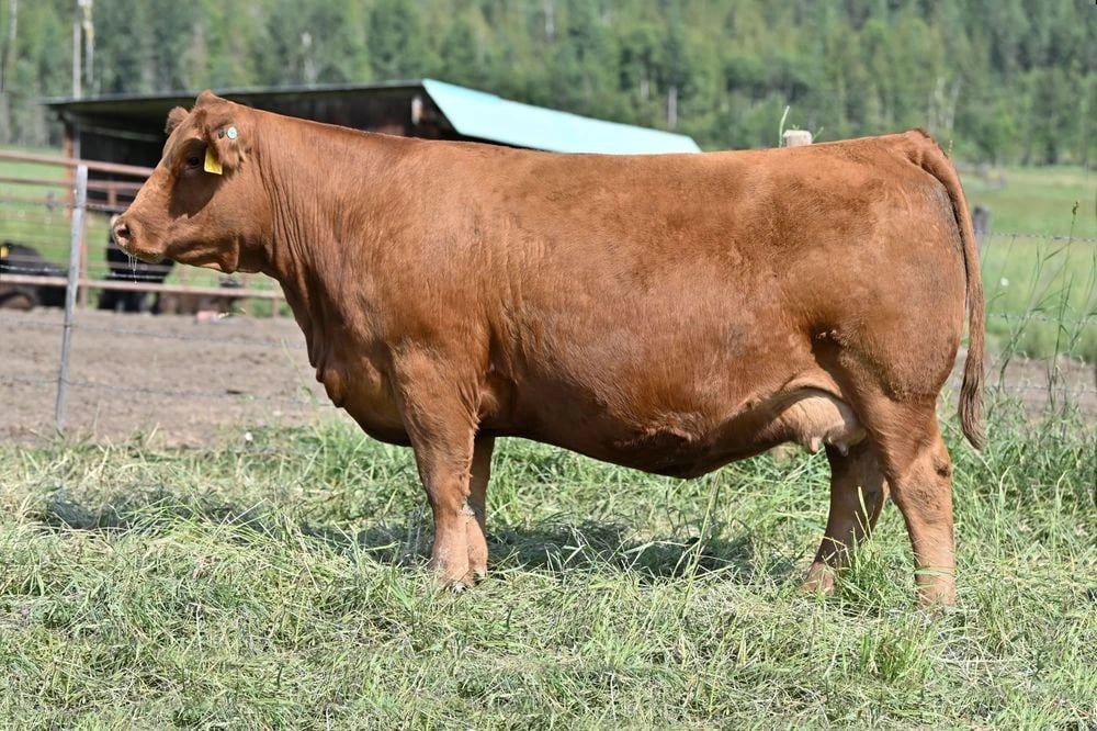 SVS Sage 49J, Simmental donor, in side profile