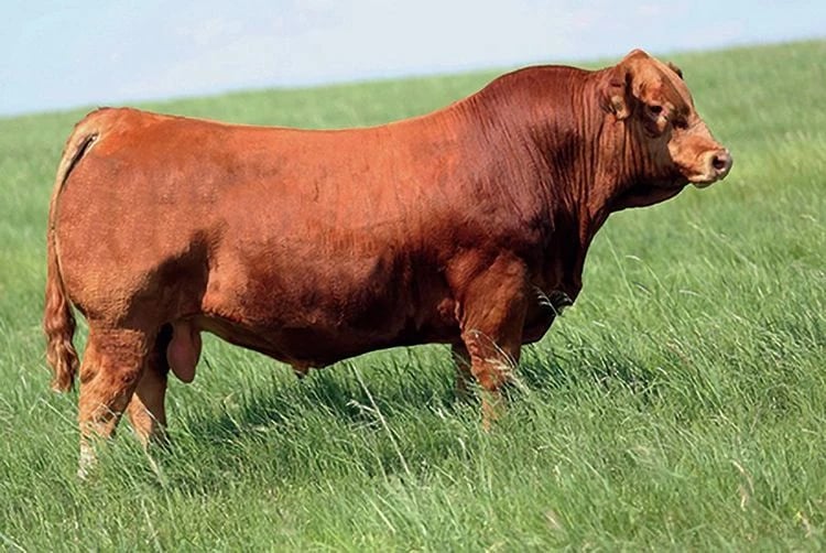 SVS Betts 808F, Simmental sire, in side profile