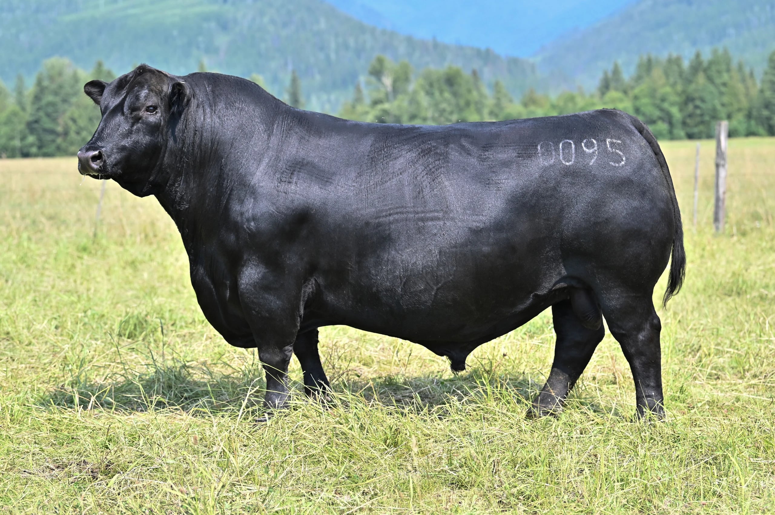 Belvin Honey Jack 0095, Angus sire, in side profile