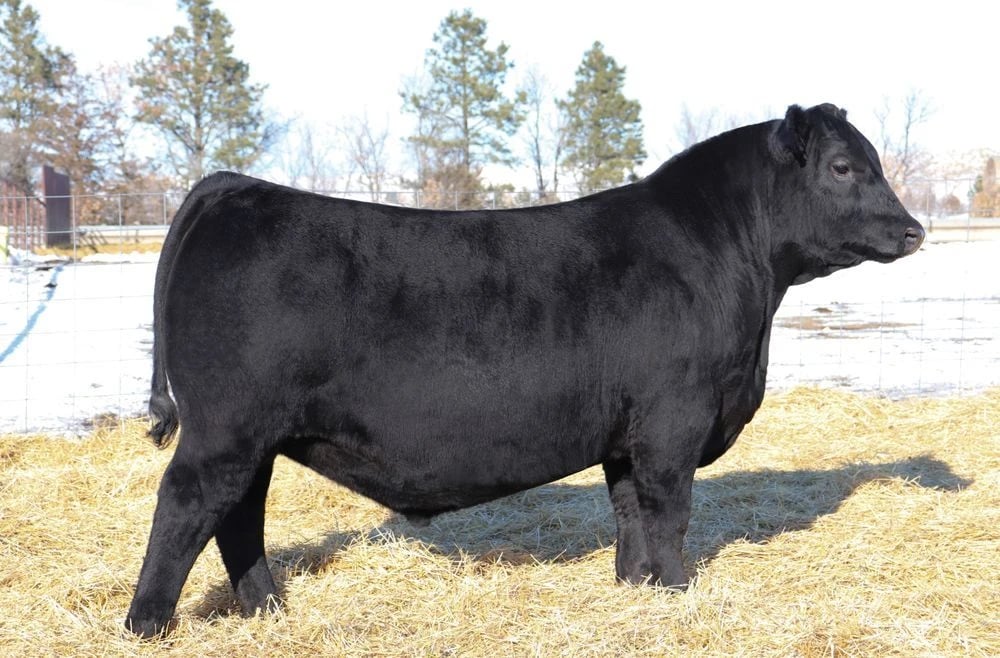 SAV Rip 2710, Angus sire, in side profile