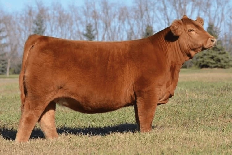 Erixon Darlin 2J, Simmental donor, in side profile