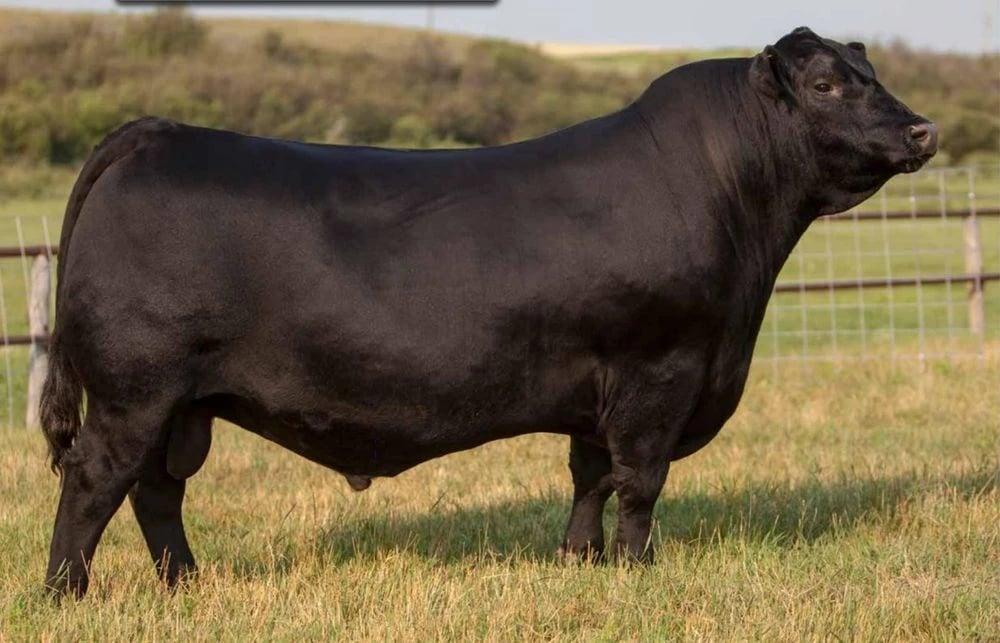 Brooking Emerald 9179, Angus sire, in side profile