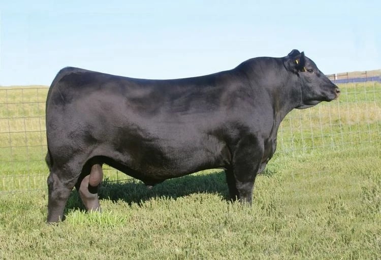 SAV Ajax 8885, Angus sire, in side profile