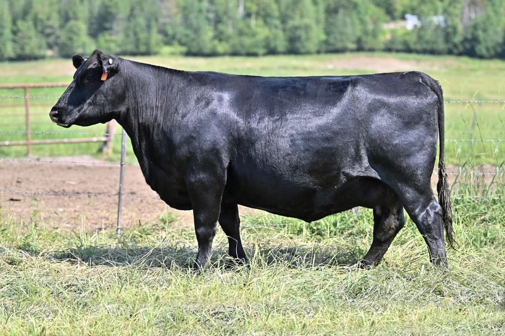 SAV Duke Girl 0490, Angus donor, in side profile
