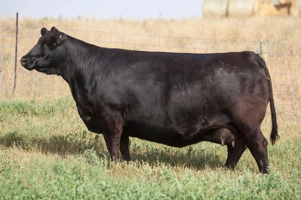 Brooking Beauty 333, Angus donor, in side profile