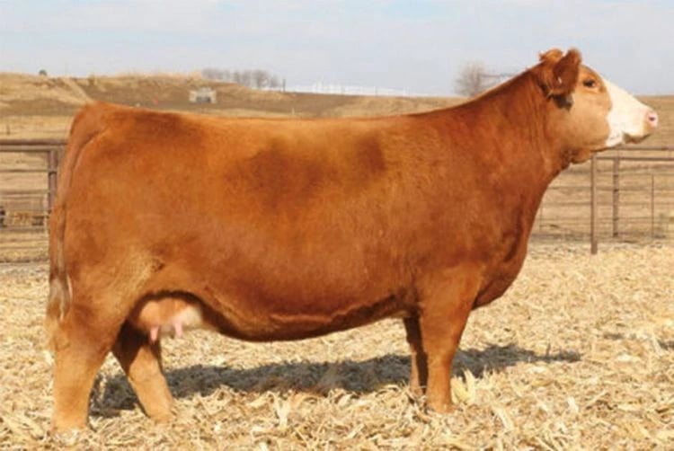 SVJ Shes The Dream B796, Simmental donor, in side profile