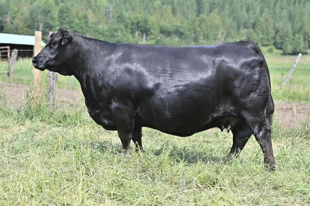 Rust Miss Rose 8415, Simmental donor, in side profile