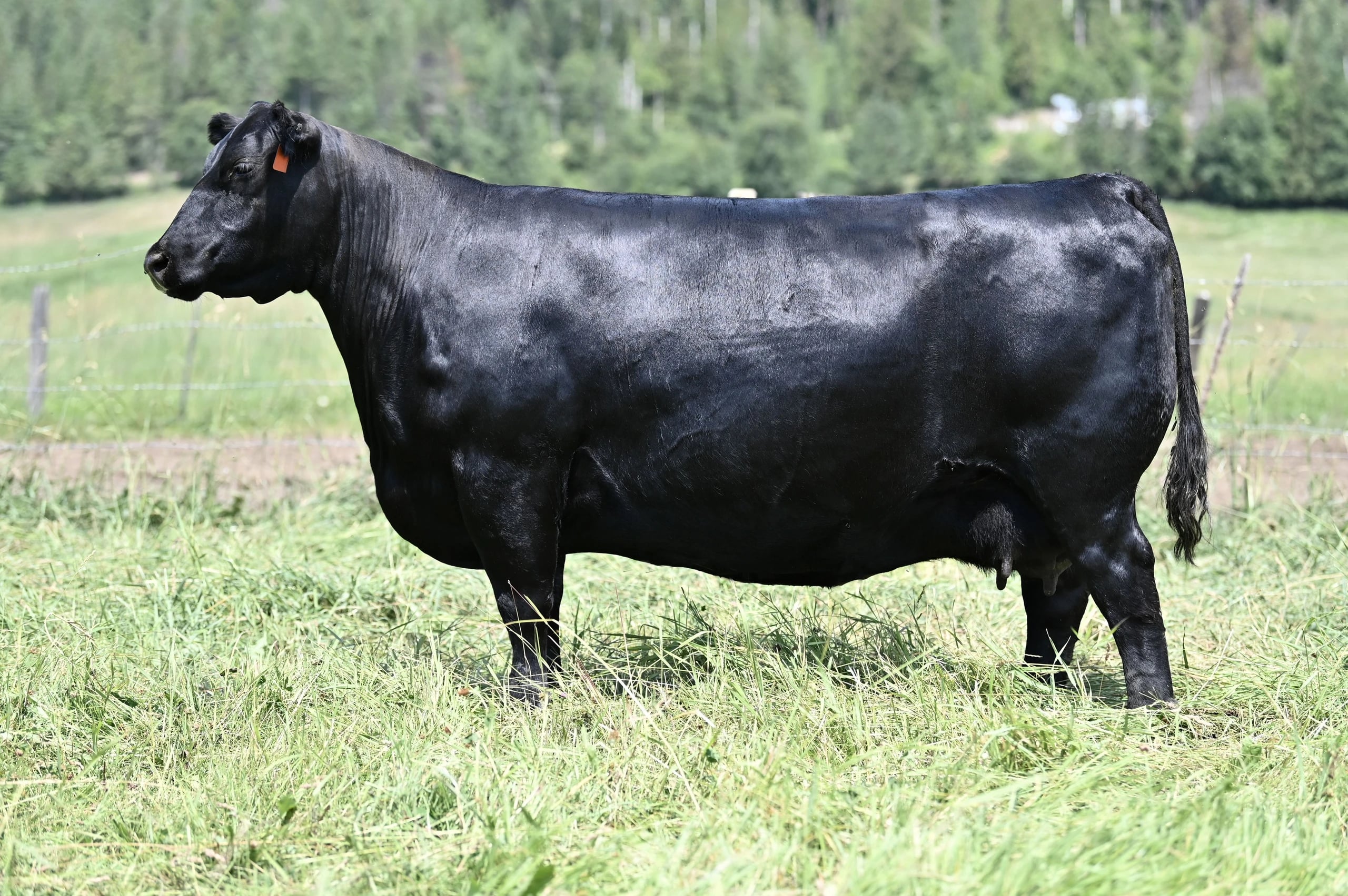 SAV Madame Pride 8126, Angus donor, in side profile