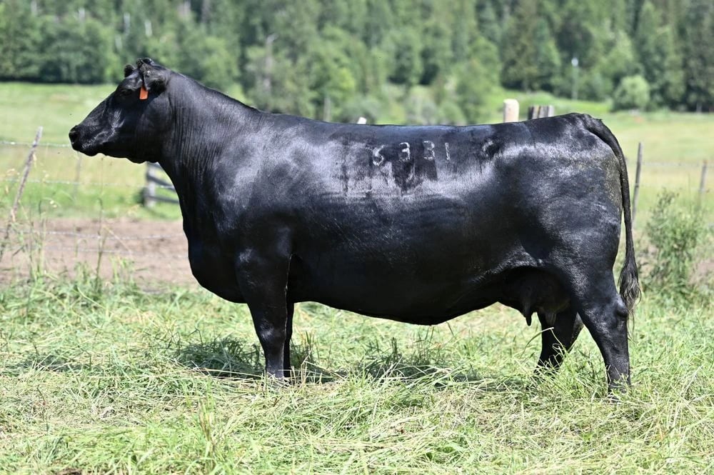 Coleman Beauty 6331, Angus donor, in side profile