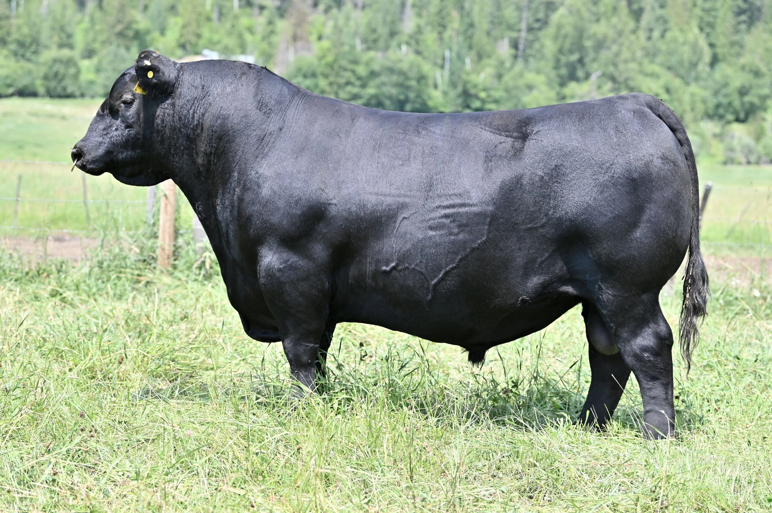 Rust Forged of Fire 0142, Angus sire, in side profile