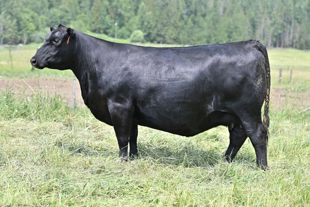 SAV Blackcap May 1604, Angus donor, in side profile