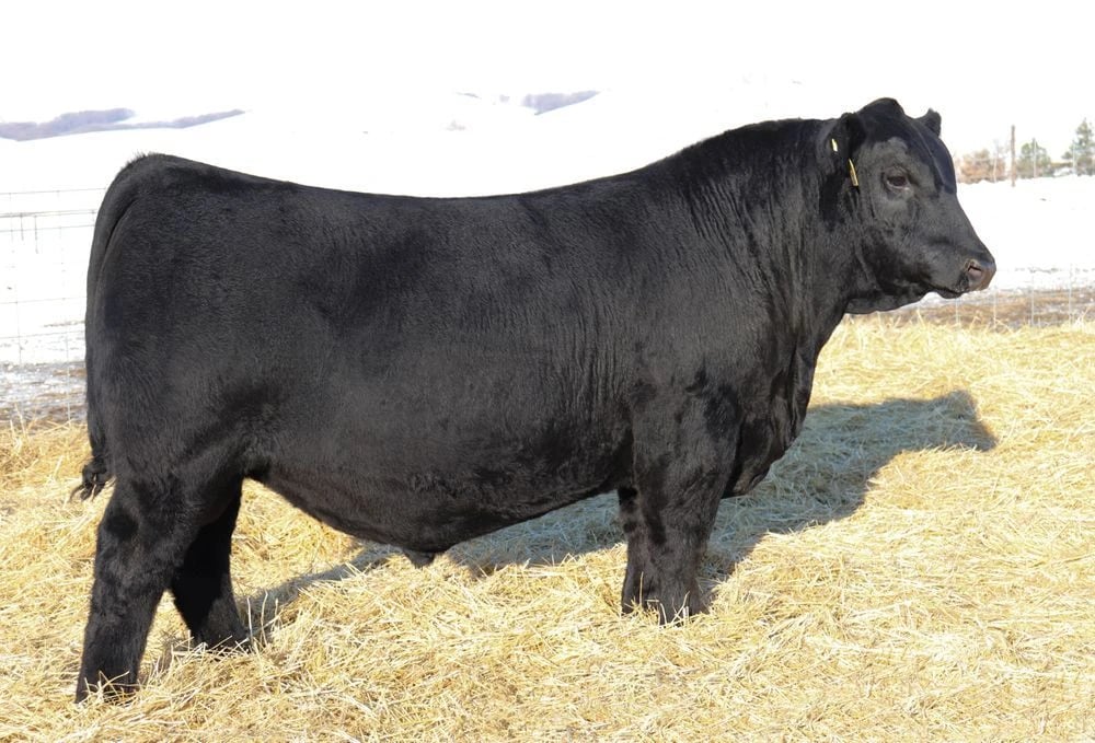 SAV Believe 2954, Angus sire, in side profile