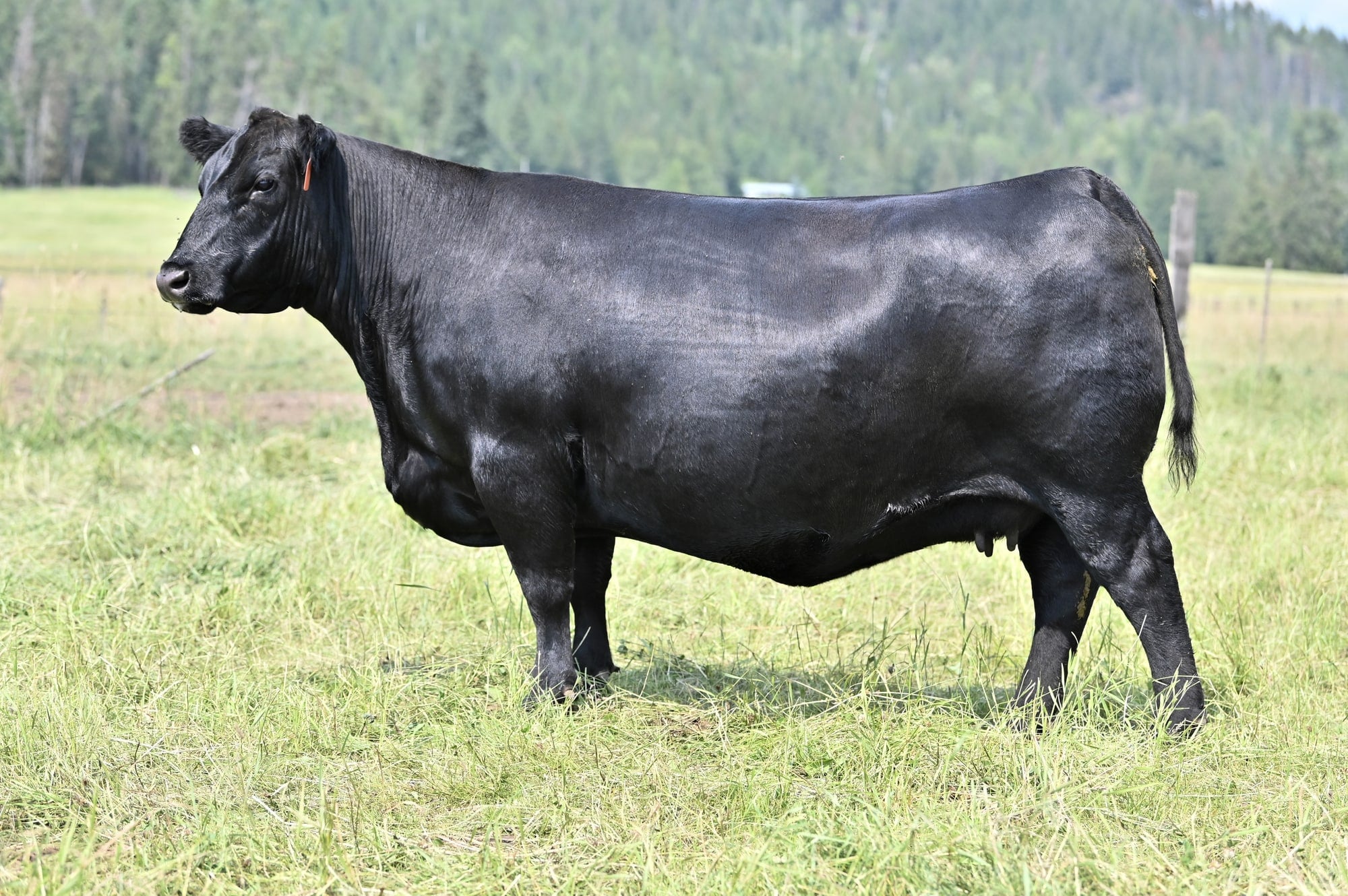Brooking Countess 9026, Angus donor, in side profile